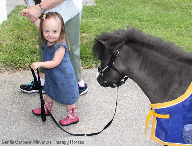 Miniature-therapy-horses-pink-boots