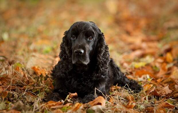 AggressiveDogs09 AggressiveDogs09 10 самых агрессивных пород собак
