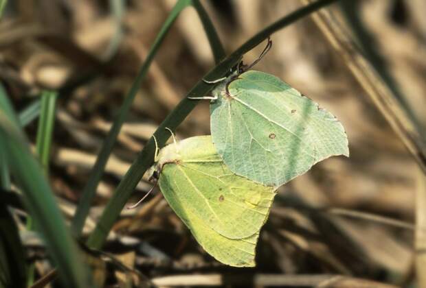 Подмосковье предупредили о скорой встрече с насекомыми