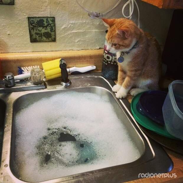 Они всегда будут осуждающе смотреть на то, как вы занимаетесь домашними делами Они всегда будут осуждающе смотреть на то, как вы занимаетесь домашними делами