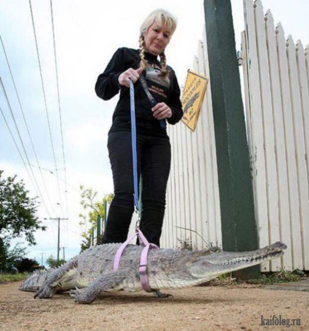 Необычные домашние животные (55 фото) Необычные домашние животные (55 фото)