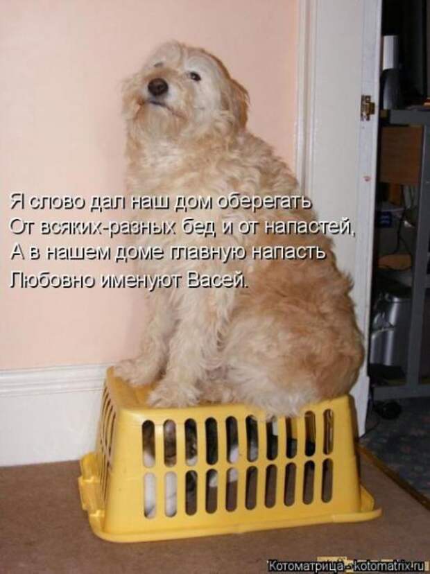 Котоматрицы (картинки с надписями)