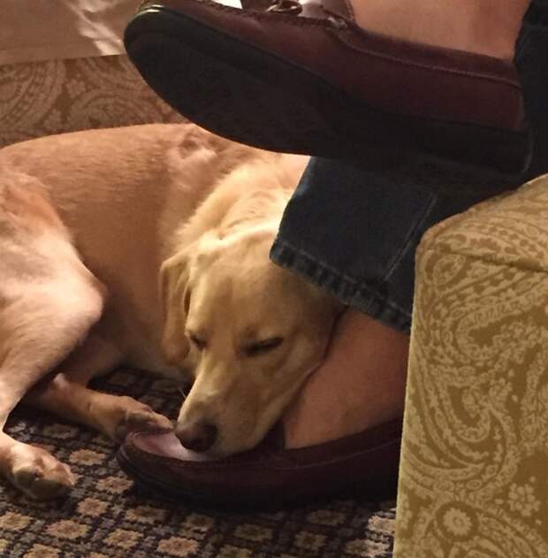 16 мужчин, готовых на все ради питомцев, которых они «никогда не хотели»