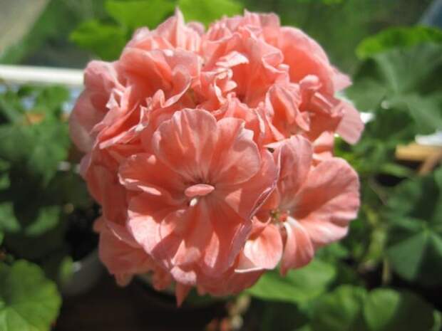 Marbacka Rose