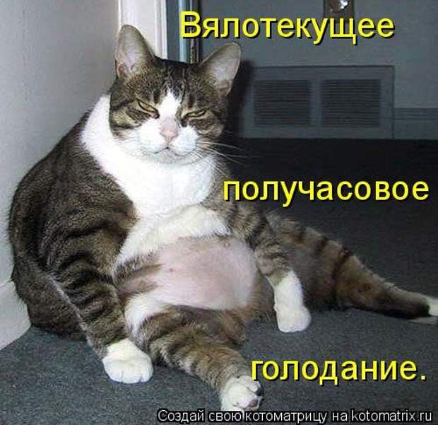 Свежая котоматрица на Бугаге (25 фото)
