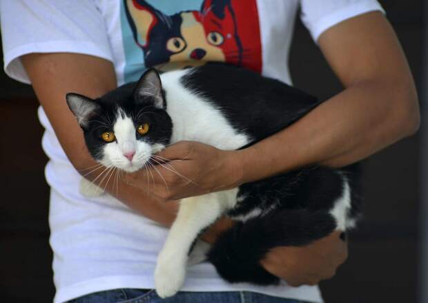 Кота выдвигают в мэры мексиканского города