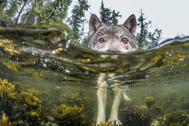national-geographic-photo-of-the-day-internet-favorites-2015-25__880