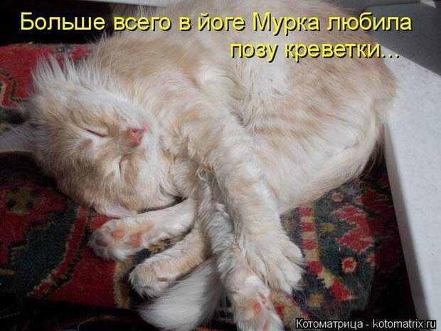 Лучшие котоматрицы недели (50 фото)