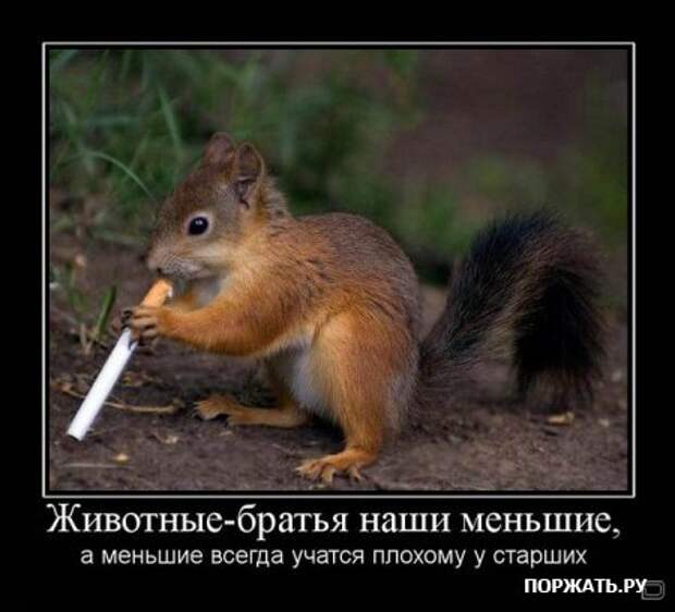 Демы как они есть