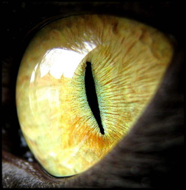 Глаза кошек фото 38