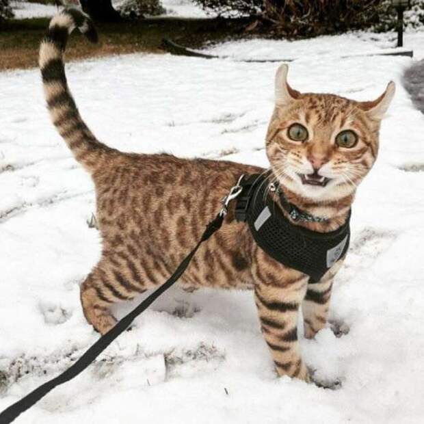 Реакция кошек на первый снег: 25 фото, которые поднимут вам настроение
