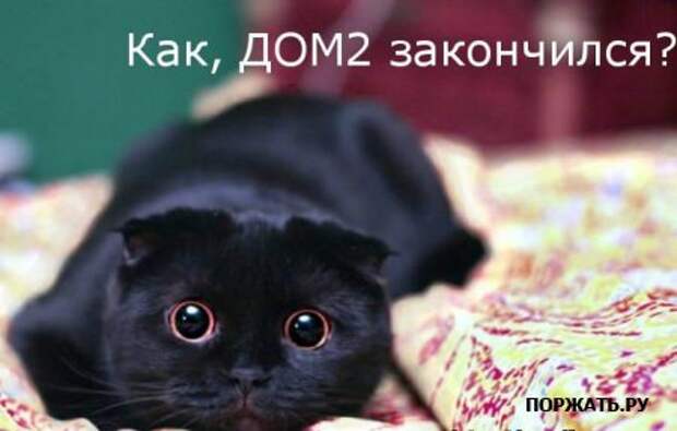 Ржачные картинки животных, смешные надписи.