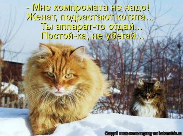 Котоматрица