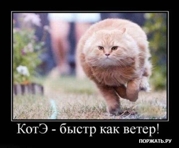 Демотиваторы про котэ (30 фотэ)