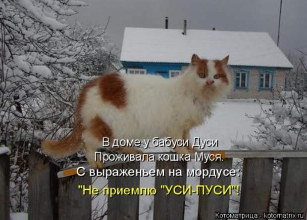 Свежая котоматрица (37 фото)