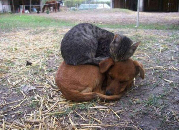 Собака и кот.