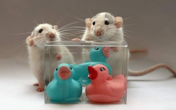 Крысы позируют с игрушками. Эллен ван Дилен. Фото