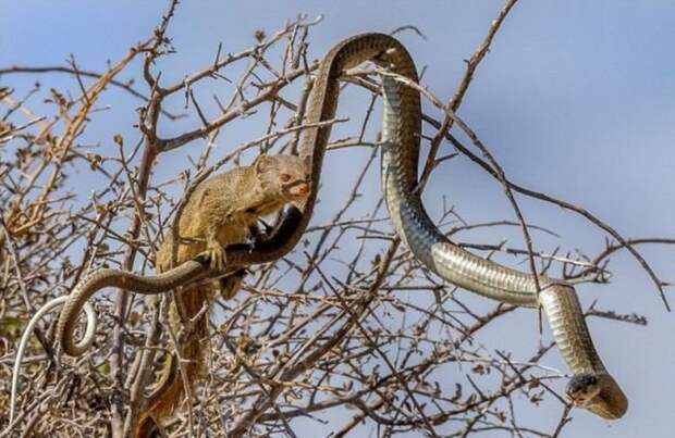 Мангуст решил полакомиться ядовитой змеей.