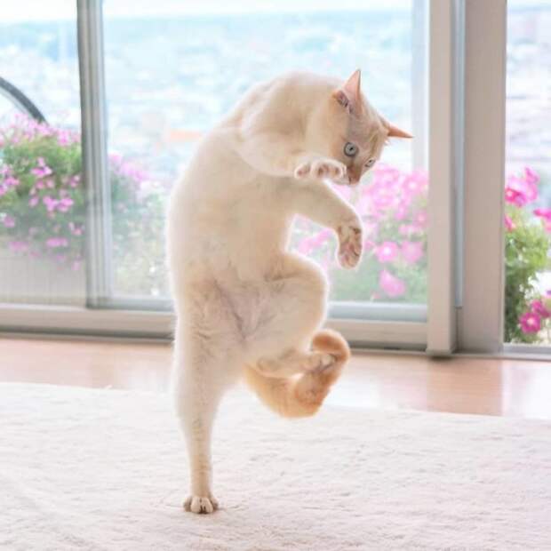 10 клевых фото кота из Японии, который танцует лучше тебя