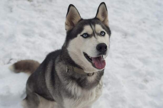 Хаски, бульдог, борзая: почему породы собак называются именно так