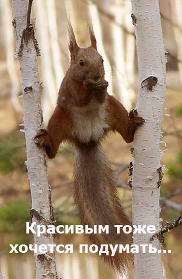 Подборочка прикольных открыток