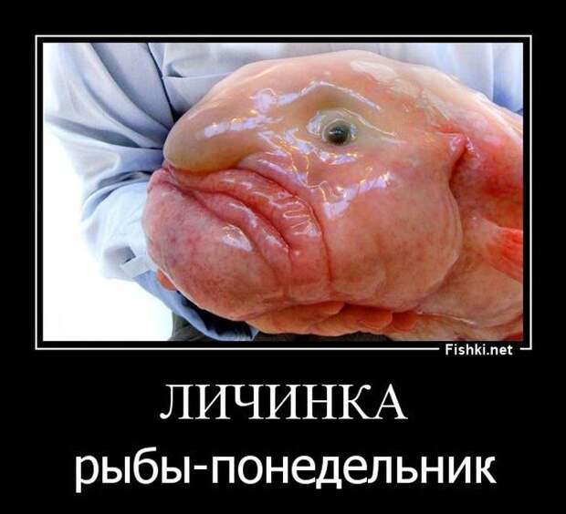 Демотиваторы демотиваторы, прикол, смех, юмор