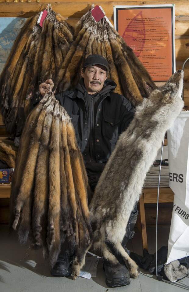 Спорная индустрия добычи меха на Северо-Западных территориях добыча меха, животные, канада