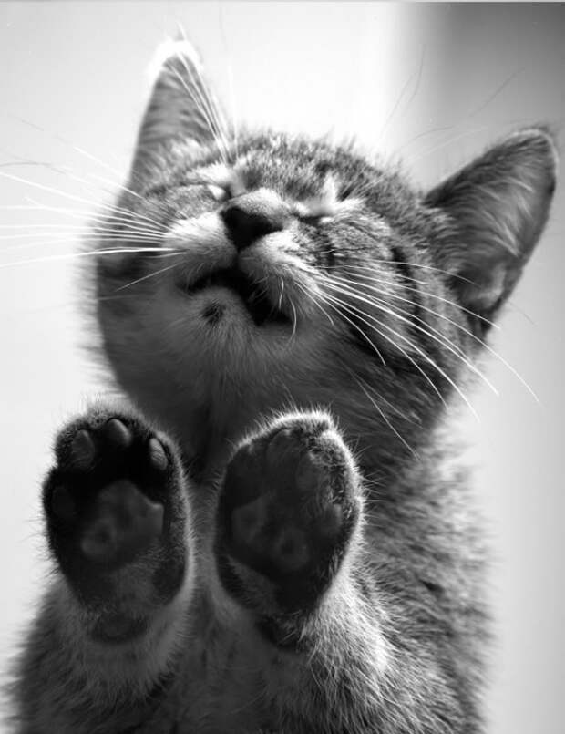 животные которым невозможно отказать (14)