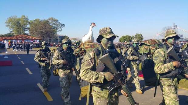 Солдаты армии Парагвая маршируют на параде со своими животными военное, фото, юмор