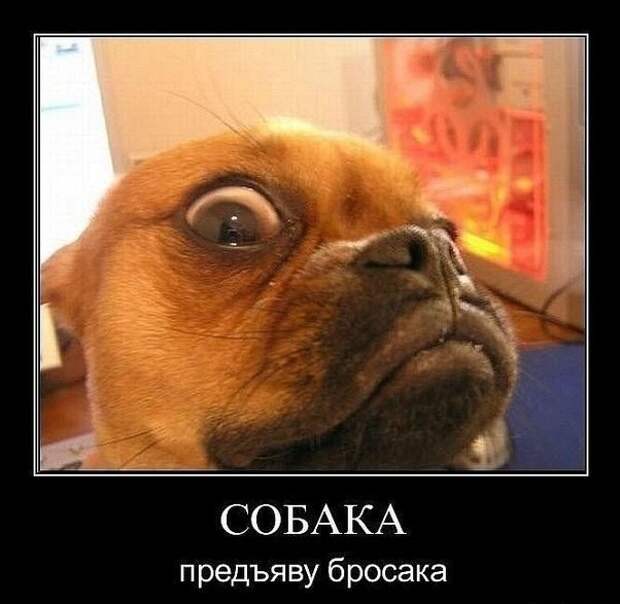 Виды собак