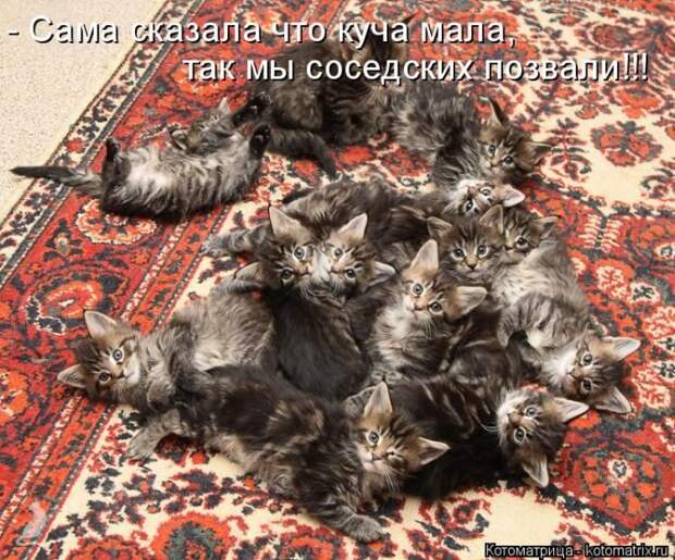 Лучшие котоматрицы недели