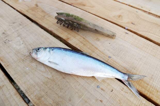 Рыб-мутантов нашли в глухих водоемах на Камчатке