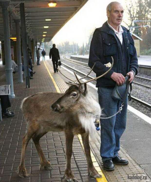 Необычные домашние животные (55 фото) Необычные домашние животные (55 фото)