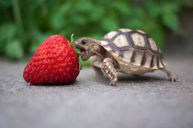 animals eating berries, животные едят клубнику, животные едят ягоды