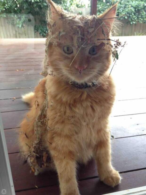 Забавности и оригинальности 11