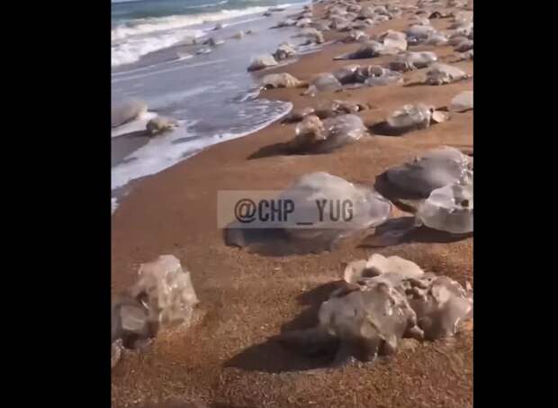 В чем причина смерти медуз в Азовском море: коллективное самоубийство?