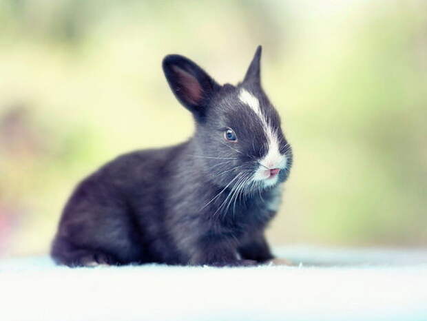 Парень фотографировал своего кролика практически с рождения  животные, история