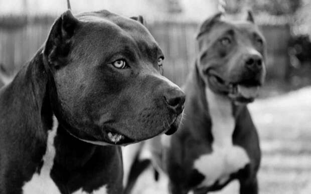 25 самых опасных пород собак животные, опасность, собаки, человек