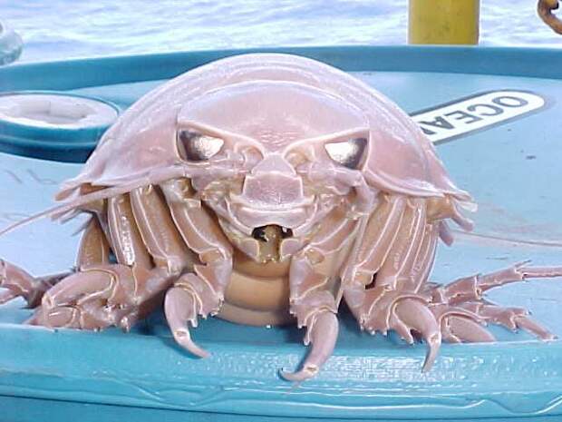 Фронтальный вид Bathynomus giganteus, видны большие, отражающие свет сложные глаза. Фронтальный вид Bathynomus giganteus, видны большие, отражающие свет сложные глаза.