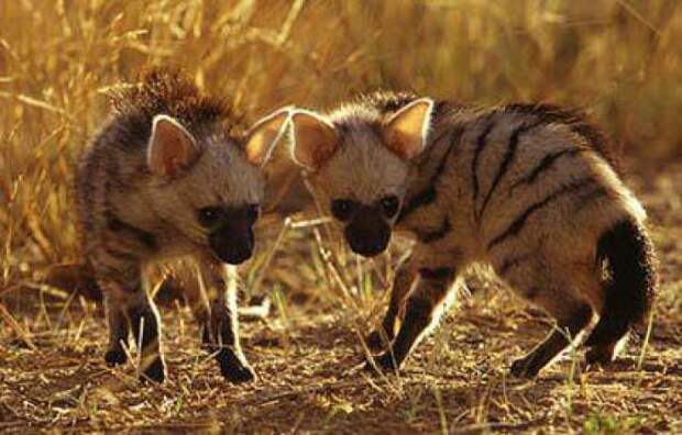 aardwolf, земляной волк