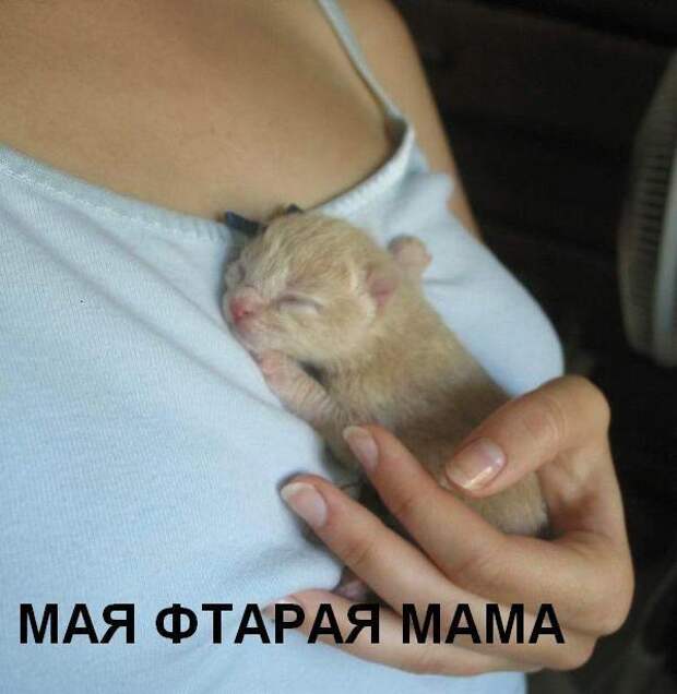 Жизнь кошачья :) (39 фото)