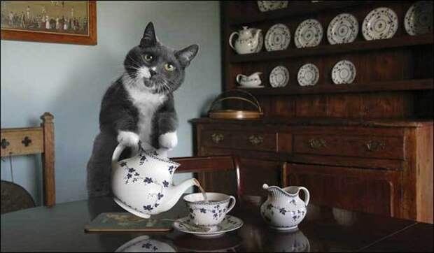 Кот разливает чай (600x351, 47Kb)