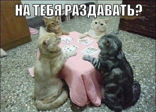 Смешные картинки с подписями катинки, прикол, юмор