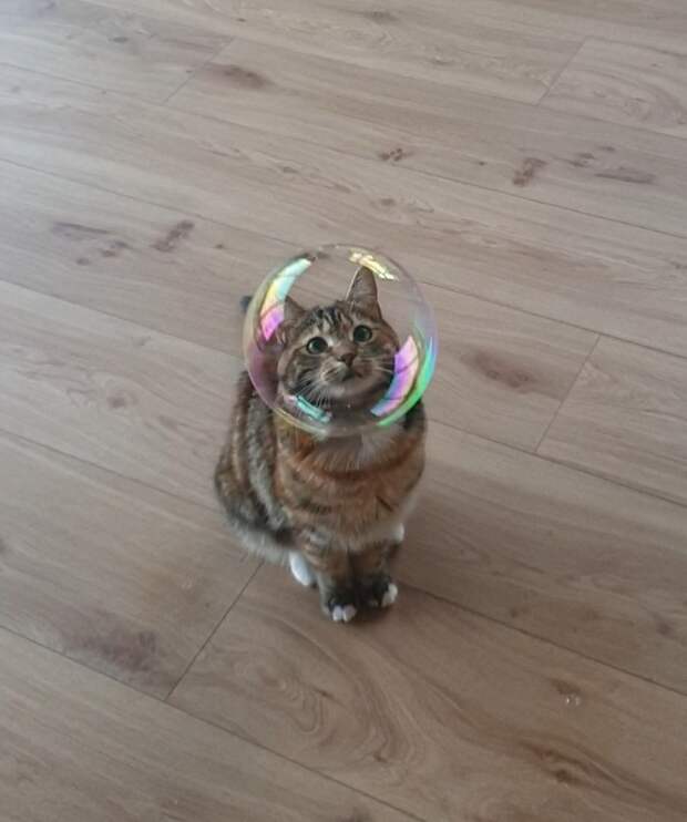 Котмонавт Котмонавт