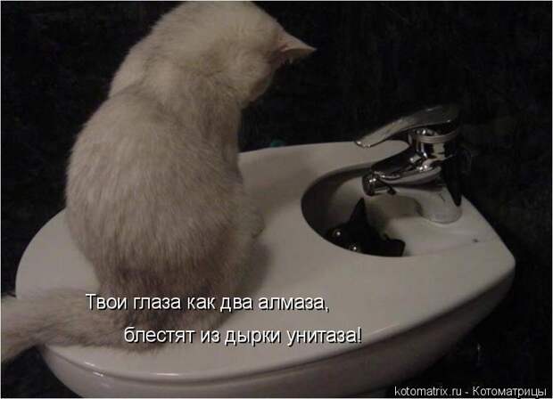 Котоматрица: Твои глаза как два алмаза, блестят из дырки унитаза!