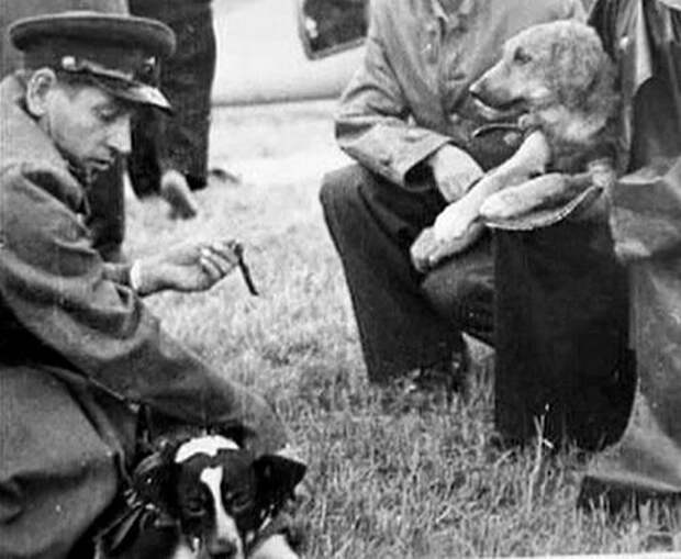Фотогеничные дворняги: как в СССР проводили отбор собак для космических программ