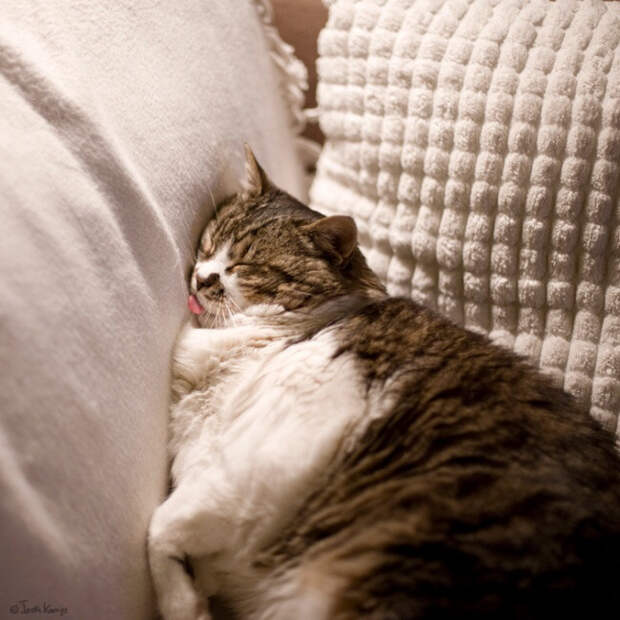 Немного спящих котов коты, милота, сон
