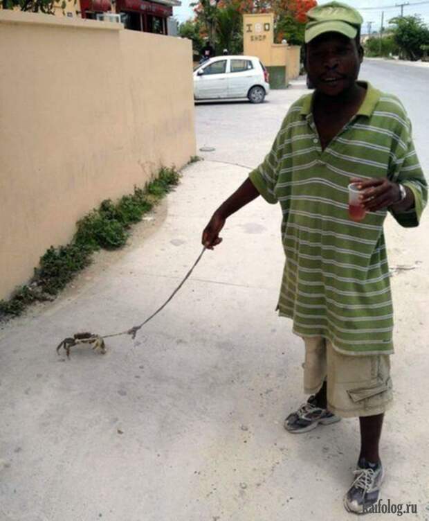 Необычные домашние животные (55 фото) Необычные домашние животные (55 фото)