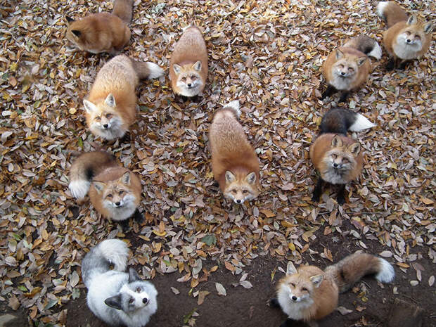 FoxVillage01 Самое мимимишное место на земле — японская деревня лис
