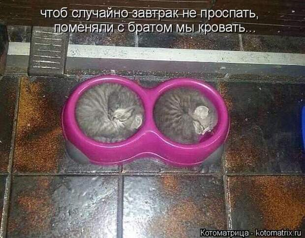 Лучшие котоматрицы недели